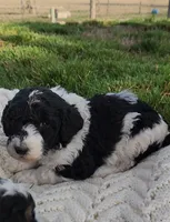 Rain, a female Bernedoodle for sale in Seattle, WA – Photo 7 of 10