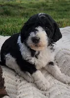 Rain, a female Bernedoodle for sale in Seattle, WA – Photo 5 of 10
