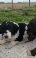 Rain, a female Bernedoodle for sale in Seattle, WA – Photo 9 of 10