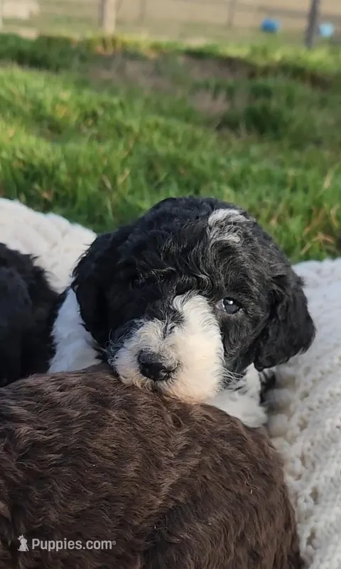 Rain – Bernedoodle puppy for sale in Seattle, WA
