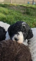 Rain, a female Bernedoodle for sale in Seattle, WA – Photo 1 of 10