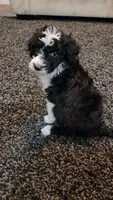 Skunk, a female Aussiedoodle for sale in Seattle, WA – 8 of 9