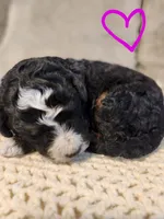 Raven, a female Bernedoodle for sale in Granger, WA – Photo 1 of 3