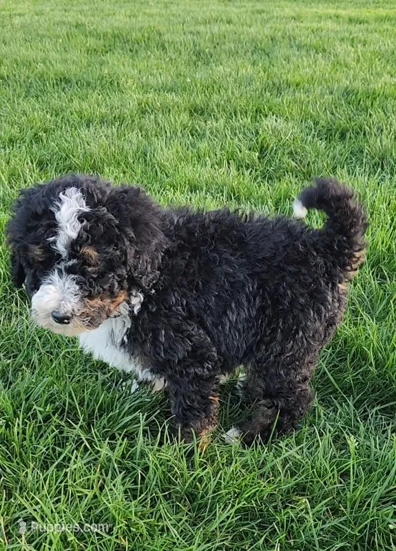 Raven – Bernedoodle puppy for sale in Seattle, WA