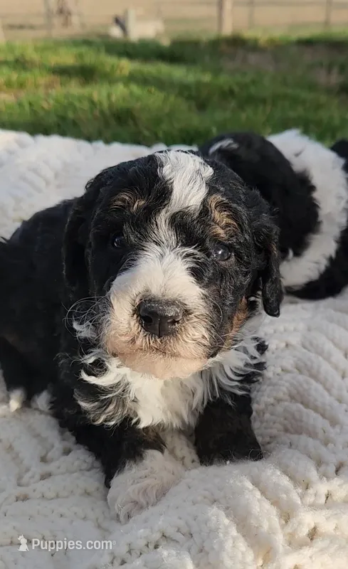 Raven – Bernedoodle puppy for sale in Seattle, WA