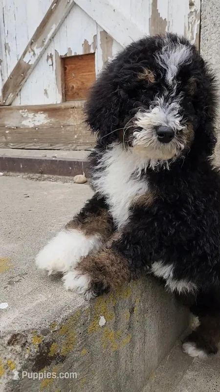 Raven – Bernedoodle puppy for sale in Seattle, WA