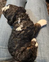 Raven, a female Bernedoodle for sale in Granger, WA – Photo 2 of 3