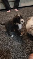 Kyra, a female Aussiedoodle for sale in Seattle, WA – 6 of 6
