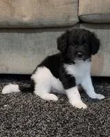 Rocky, a male Aussiedoodle for sale in Seattle, WA – 4 of 9
