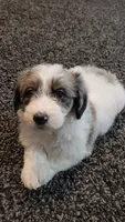 Shelby, a female Aussiedoodle for sale in Seattle, WA – 6 of 8