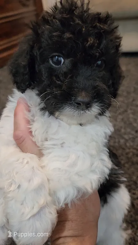 Chloe – Aussiedoodle puppy for sale in Seattle, WA