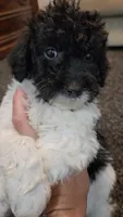 Chloe, a female Aussiedoodle for sale in Seattle, WA – 1 of 7