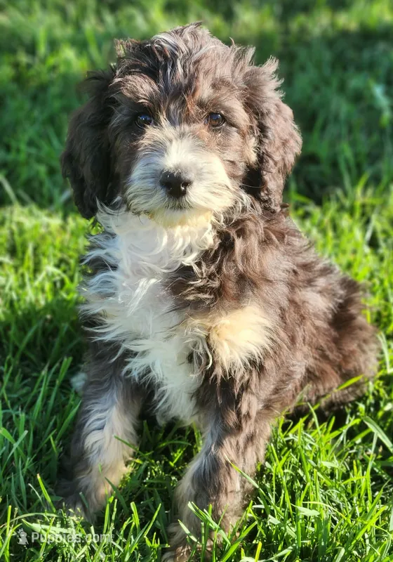Kyra – Aussiedoodle puppy for sale in Seattle, WA