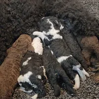 Rubble, a male Bernedoodle for sale in Seattle, WA – Photo 5 of 10
