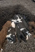 Rubble, a male Bernedoodle for sale in Granger, WA – Photo 4 of 4