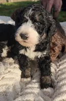 Rubble, a male Bernedoodle for sale in Seattle, WA – Photo 1 of 10