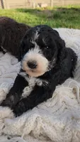 Rubble, a male Bernedoodle for sale in Seattle, WA – Photo 4 of 10