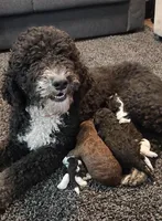 Rubble, a male Bernedoodle for sale in Granger, WA – Photo 3 of 4