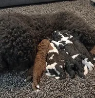 Rubble, a male Bernedoodle for sale in Granger, WA – Photo 2 of 4