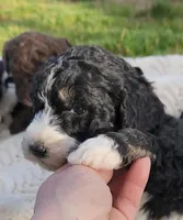 Rubble, a male Bernedoodle for sale in Seattle, WA – Photo 10 of 10