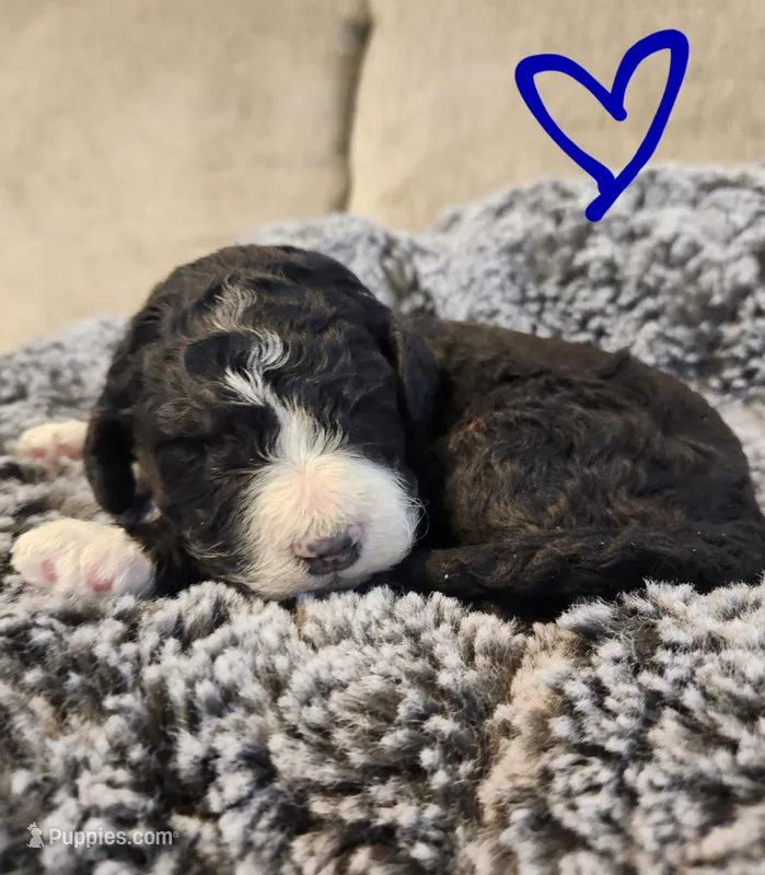 Rubble, a male Bernedoodle for sale in Granger, WA – Photo 1 of 4