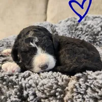 Rubble, a male Bernedoodle for sale in Seattle, WA – Photo 3 of 10