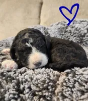 Rubble, a male Bernedoodle for sale in Granger, WA – Photo 1 of 4