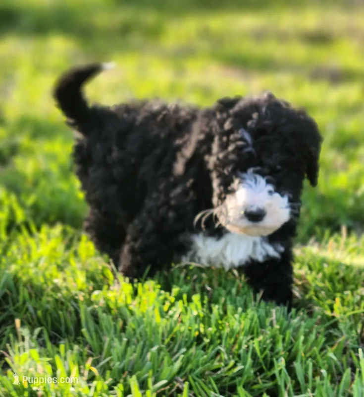 Rubble – Bernedoodle puppy for sale in Seattle, WA