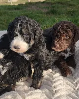 Rubble, a male Bernedoodle for sale in Seattle, WA – Photo 2 of 10