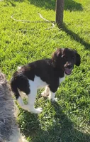 Rocky, a male Aussiedoodle for sale in Seattle, WA – 5 of 8