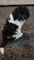 Chloe, a female Aussiedoodle for sale in Seattle, WA – 3 of 7