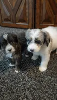 Kyra, a female Aussiedoodle for sale in Seattle, WA – 4 of 6