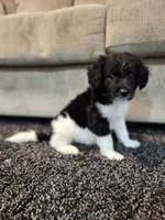Rocky, a male Aussiedoodle for sale in Seattle, WA – 9 of 9