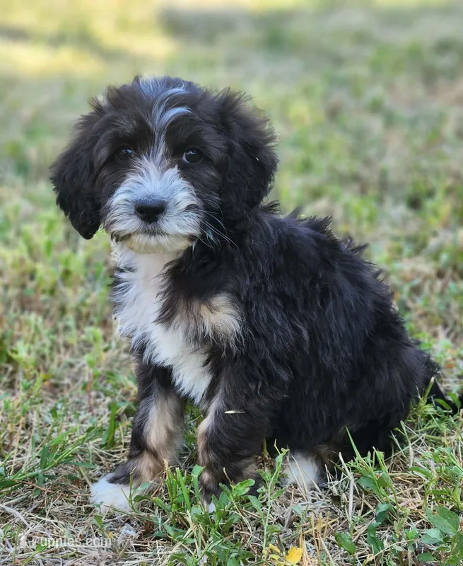 Kyra – Aussiedoodle puppy for sale in Seattle, WA