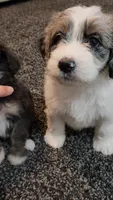 Shelby, a female Aussiedoodle for sale in Seattle, WA – 4 of 8