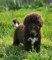 Kosmo, a male Bernedoodle for sale in Seattle, WA – Photo 10 of 10