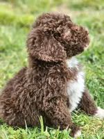 Kosmo, a male Bernedoodle for sale in Seattle, WA – Photo 7 of 10