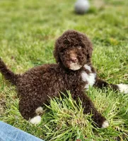 Kosmo, a male Bernedoodle for sale in Seattle, WA – Photo 5 of 10