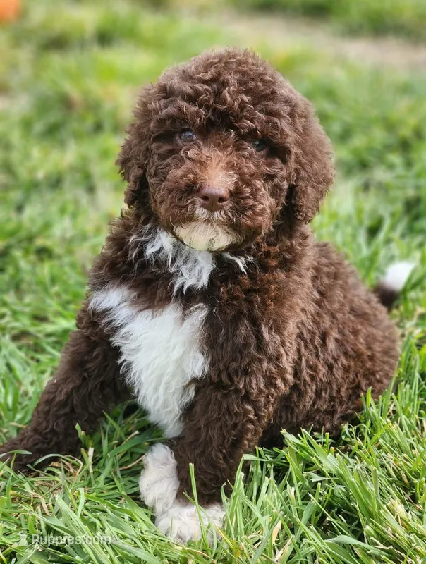 Kosmo – Bernedoodle puppy for sale in Seattle, WA