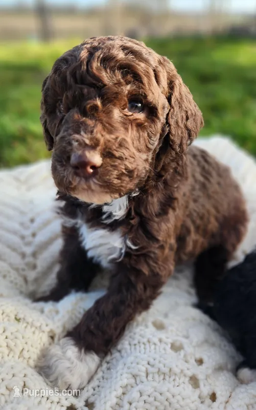 Kosmo – Bernedoodle puppy for sale in Granger, WA