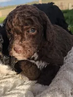 Kosmo, a male Bernedoodle for sale in Seattle, WA – Photo 4 of 6
