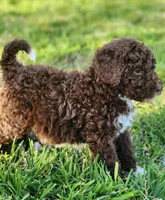 Kosmo, a male Bernedoodle for sale in Seattle, WA – Photo 2 of 10