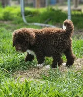 Kosmo, a male Bernedoodle for sale in Seattle, WA – Photo 6 of 10