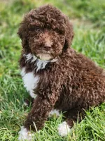 Kosmo, a male Bernedoodle for sale in Seattle, WA – Photo 9 of 10