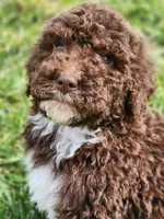 Kosmo, a male Bernedoodle for sale in Seattle, WA – Photo 8 of 10