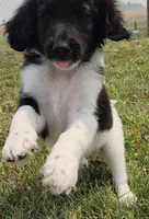 Rocky, a male Aussiedoodle for sale in Seattle, WA – 2 of 9