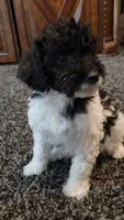Chloe, a female Aussiedoodle for sale in Seattle, WA – 4 of 7
