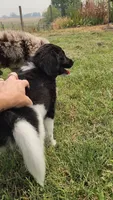 Rocky, a male Aussiedoodle for sale in Seattle, WA – 3 of 9