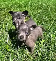 Scout, a male Chihuahua for sale in Seattle, WA – 4 of 7