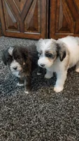 Shelby, a female Aussiedoodle for sale in Seattle, WA – 2 of 8
